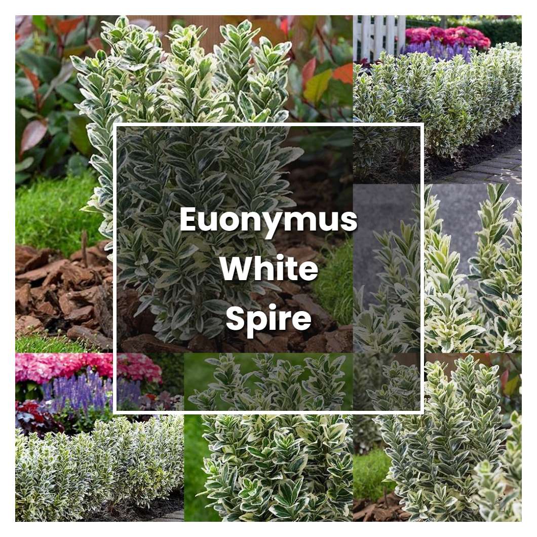 How to Grow Euonymus White Spire - Plant Care & Tips