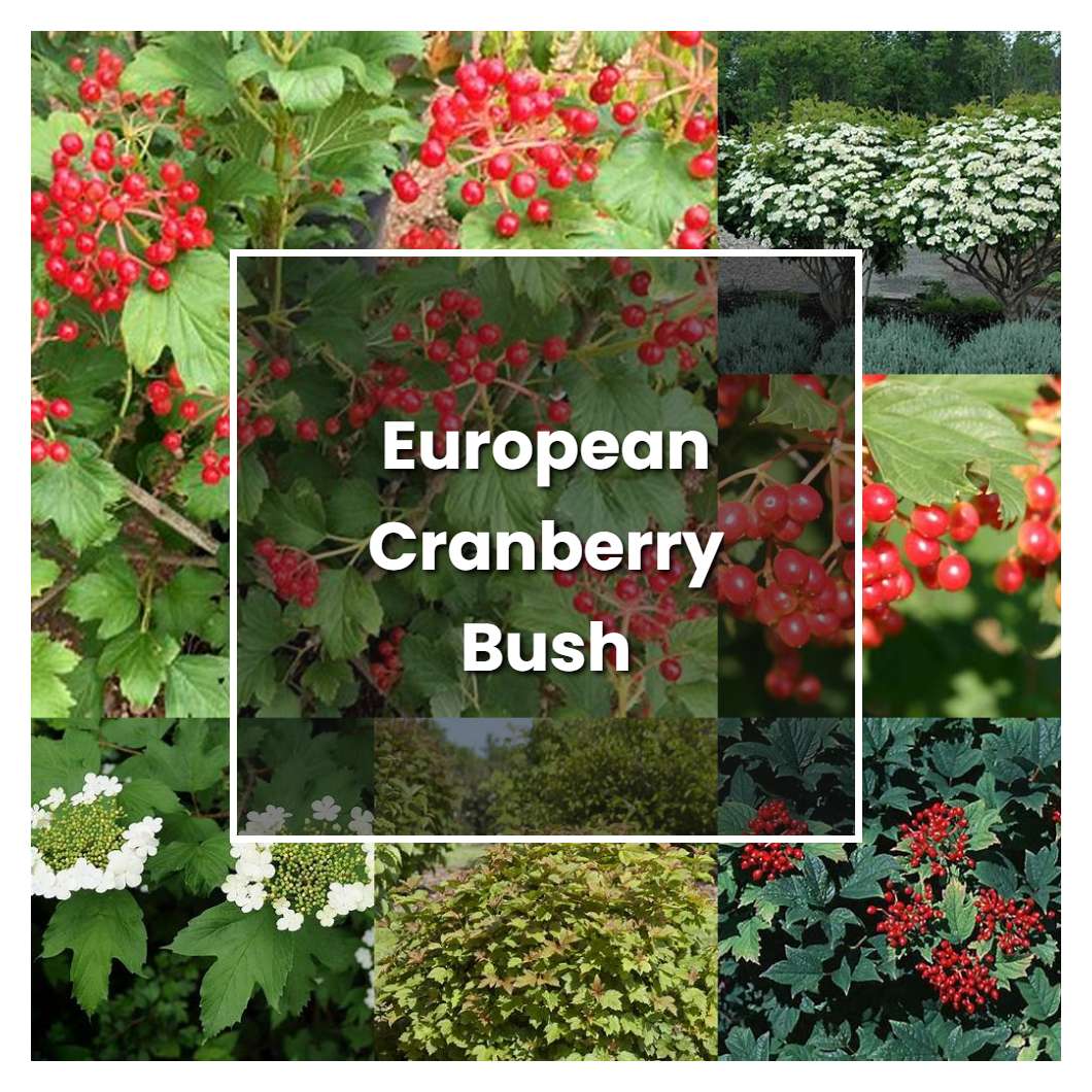 How to Grow European Cranberry Bush - Plant Care & Tips