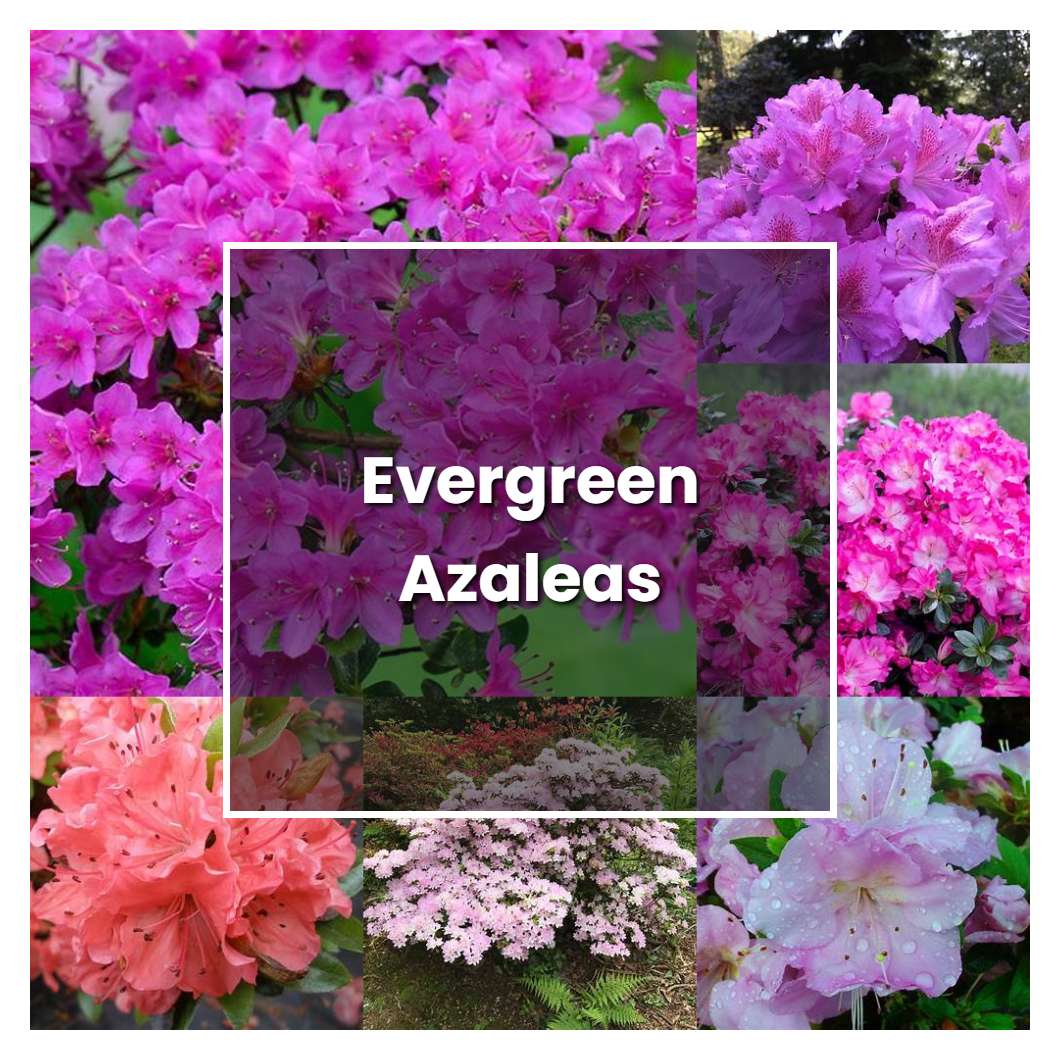 How to Grow Evergreen Azaleas - Plant Care & Tips