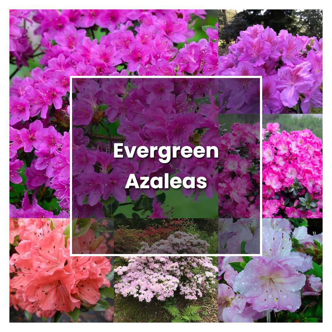 How to Grow Evergreen Azaleas Plant Care & Tips NorwichGardener
