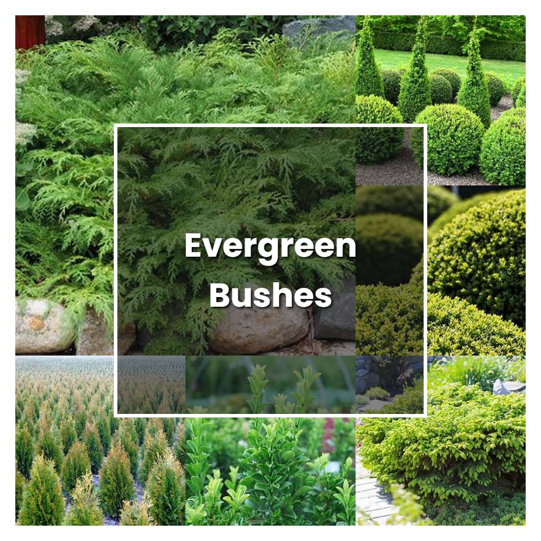 How to Grow Evergreen Bushes - Plant Care & Tips