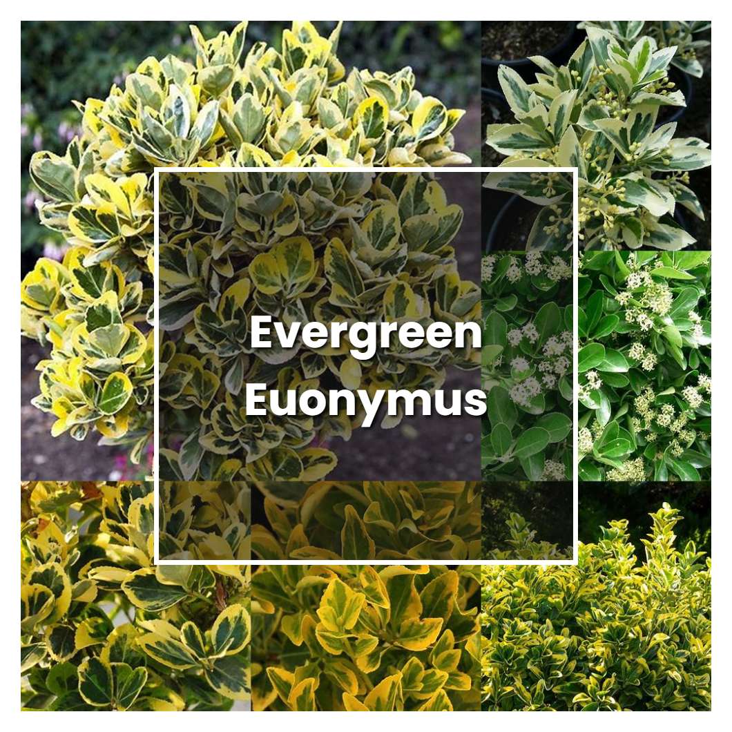 How to Grow Evergreen Euonymus - Plant Care & Tips