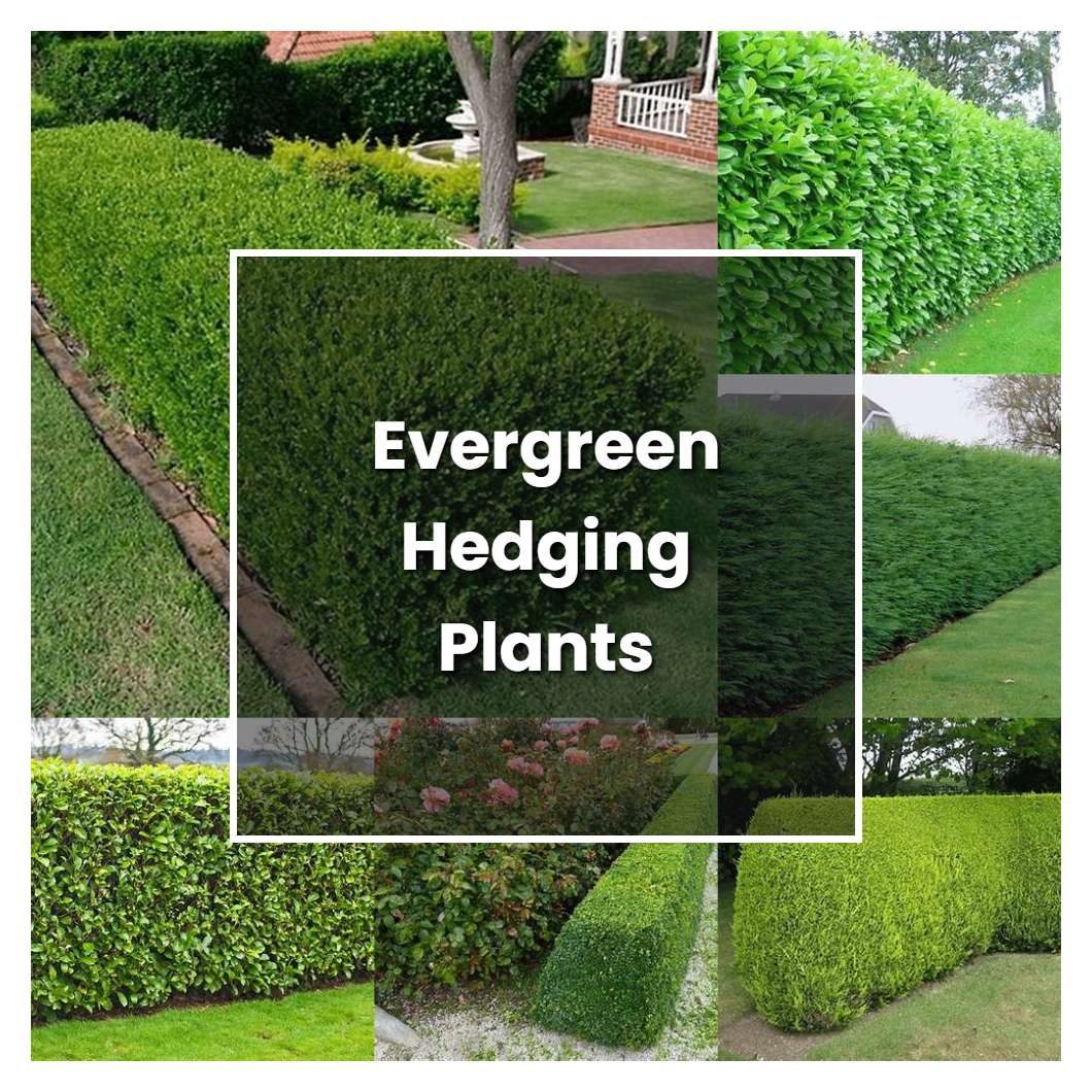How to Grow Evergreen Hedging Plants - Plant Care & Tips