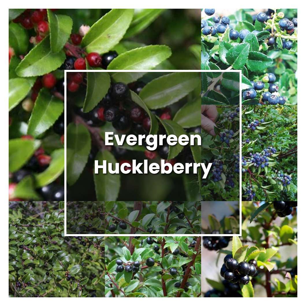 How to Grow Evergreen Huckleberry - Plant Care & Tips