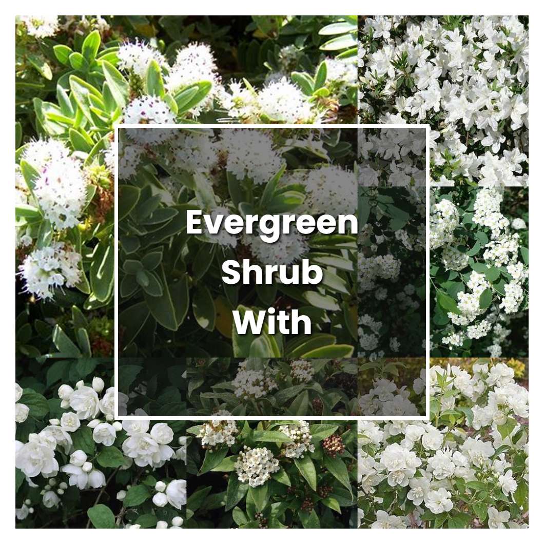 How to Grow Evergreen Shrub With White Flowers - Plant Care & Tips