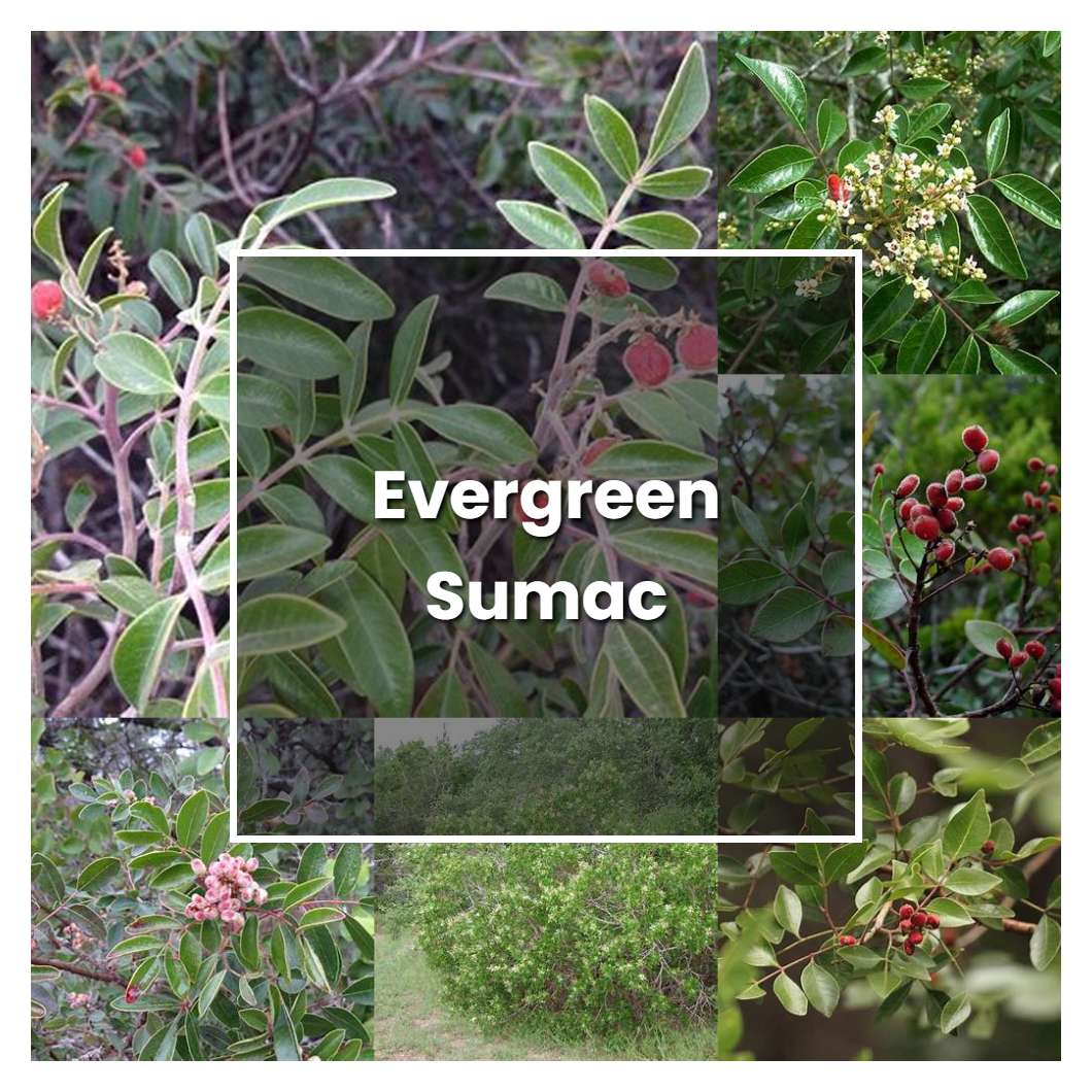 How to Grow Evergreen Sumac - Plant Care & Tips