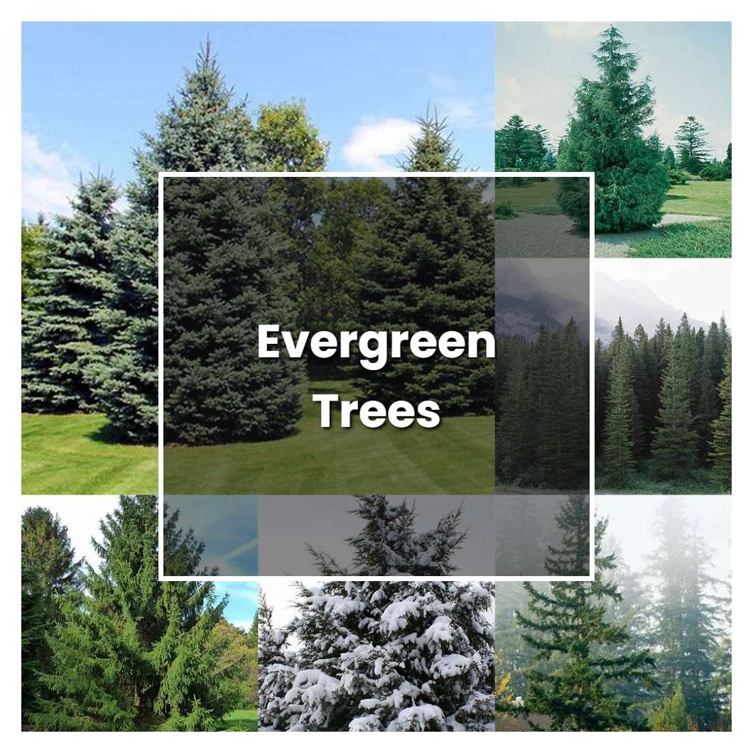How to Grow Evergreen Trees - Plant Care & Tips