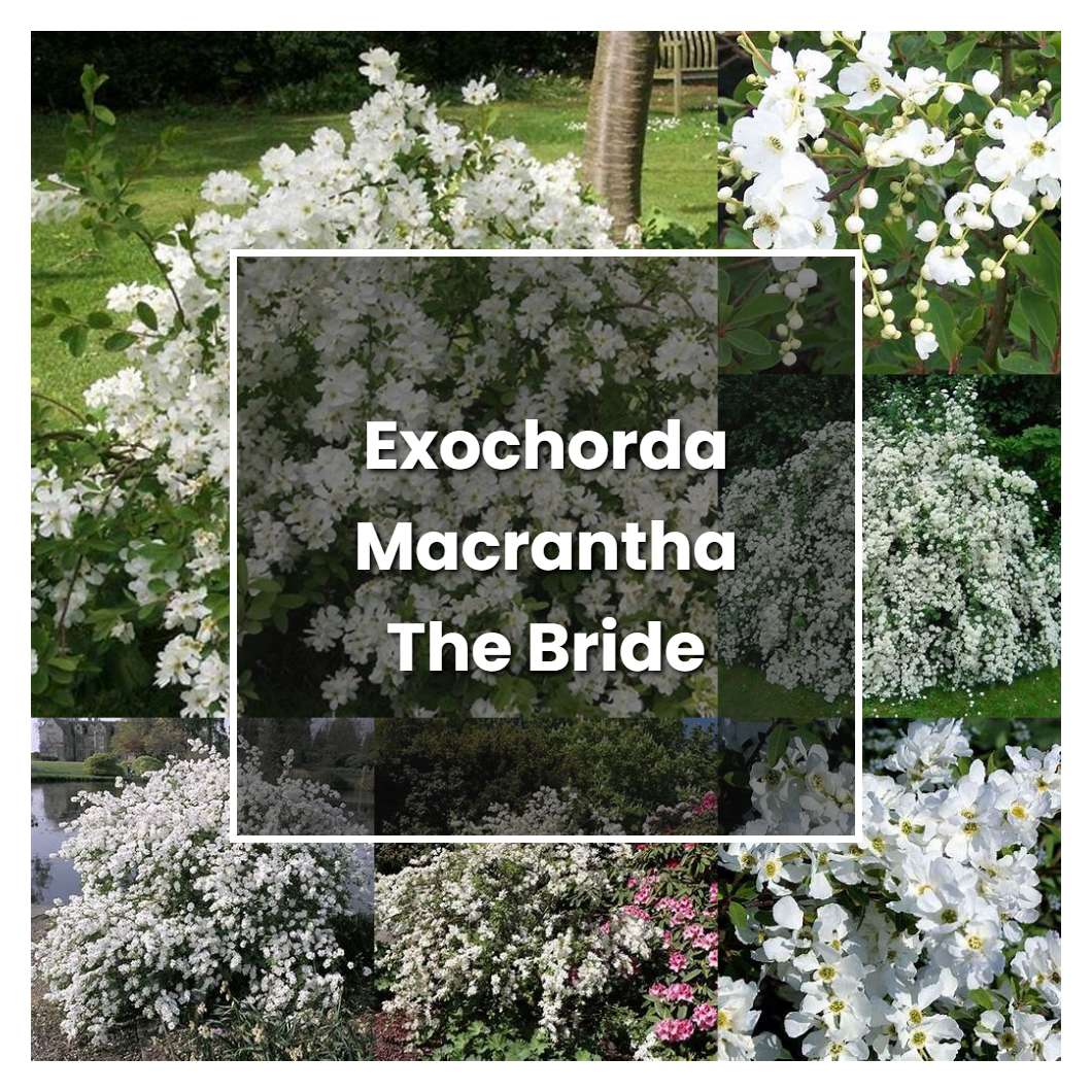 How to Grow Exochorda Macrantha The Bride - Plant Care & Tips