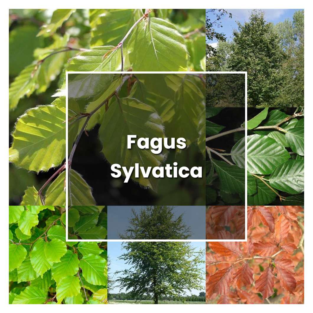 How to Grow Fagus Sylvatica - Plant Care & Tips