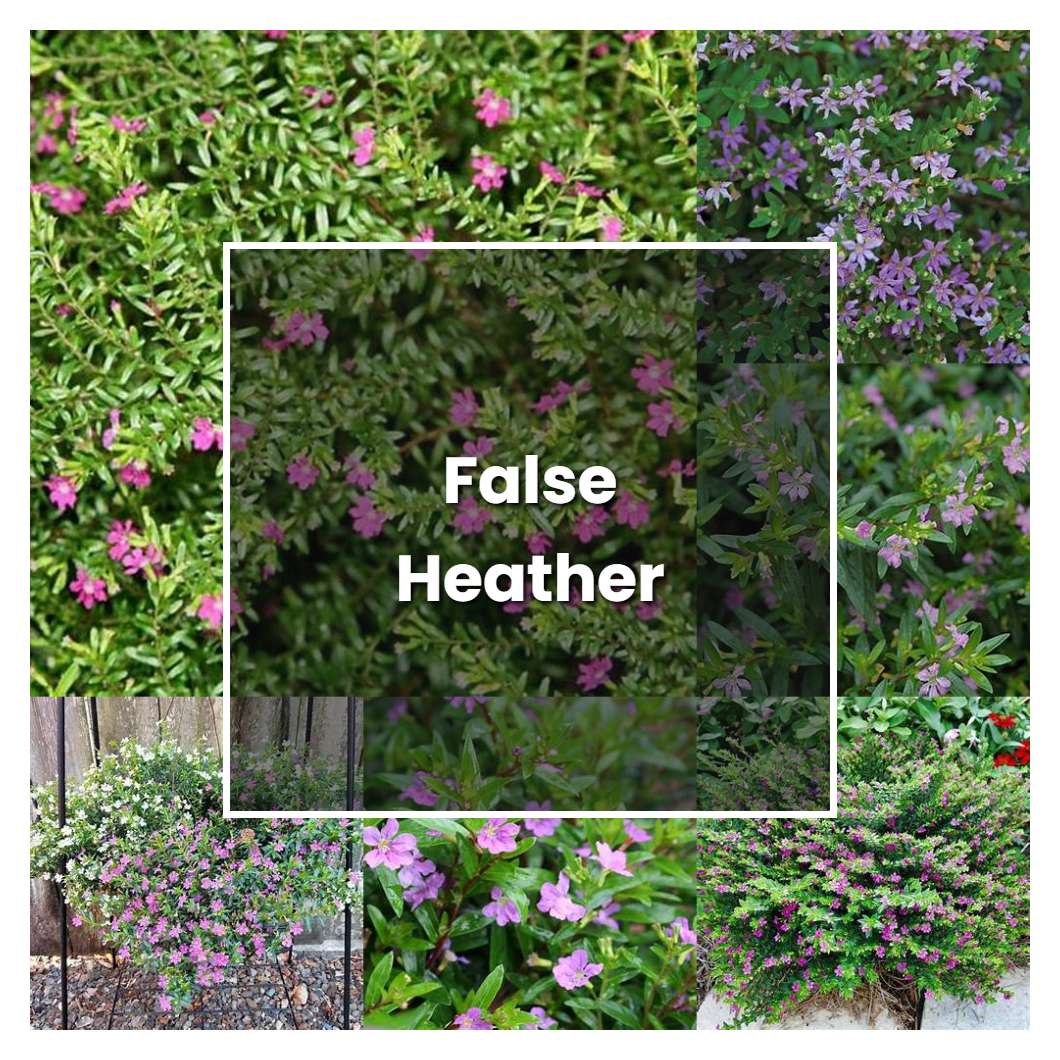How to Grow False Heather - Plant Care & Tips