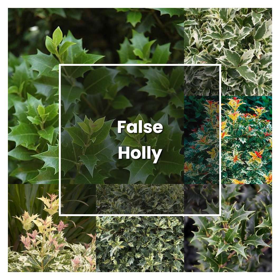 How to Grow False Holly - Plant Care & Tips