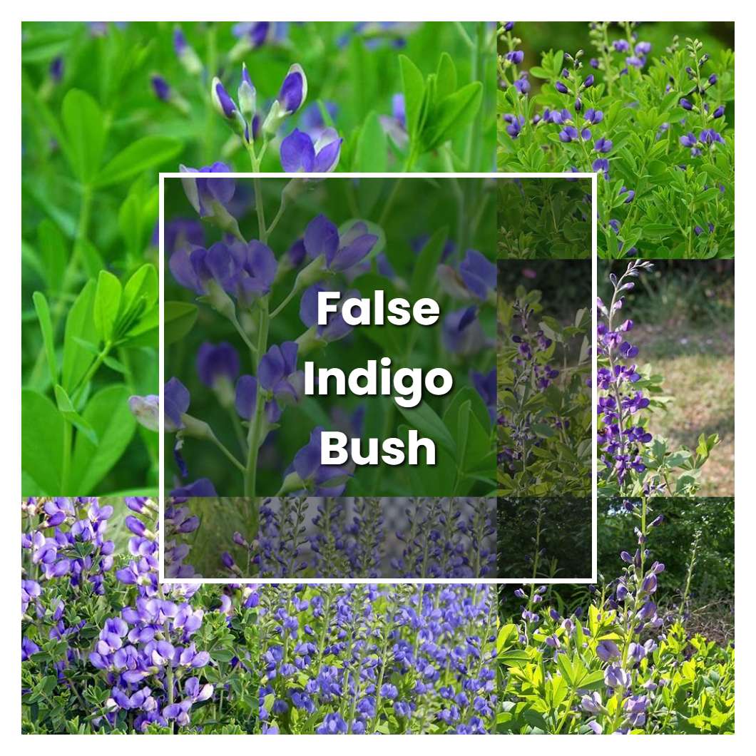How to Grow False Indigo Bush - Plant Care & Tips