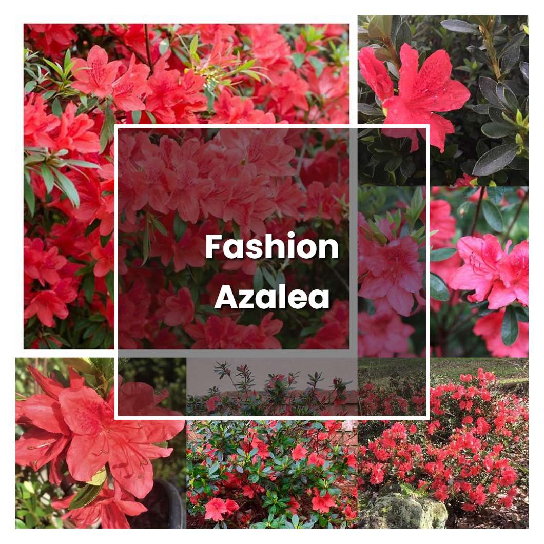 How to Grow Fashion Azalea - Plant Care & Tips