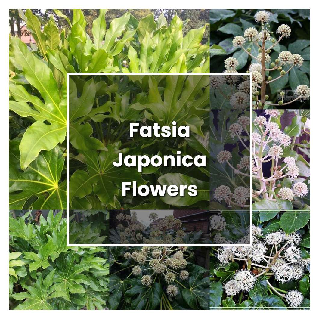 How to Grow Fatsia Japonica Flowers - Plant Care & Tips