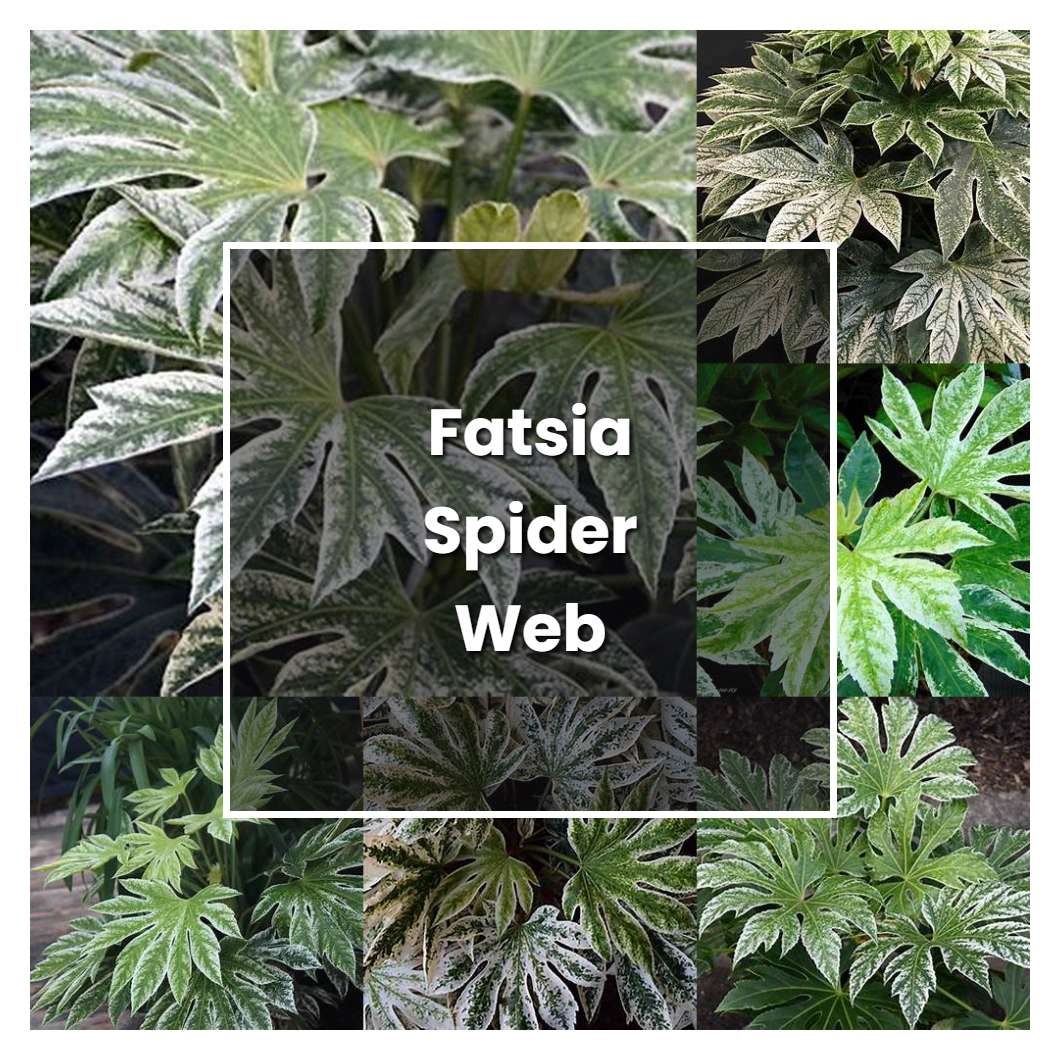 How to Grow Fatsia Spider Web - Plant Care & Tips