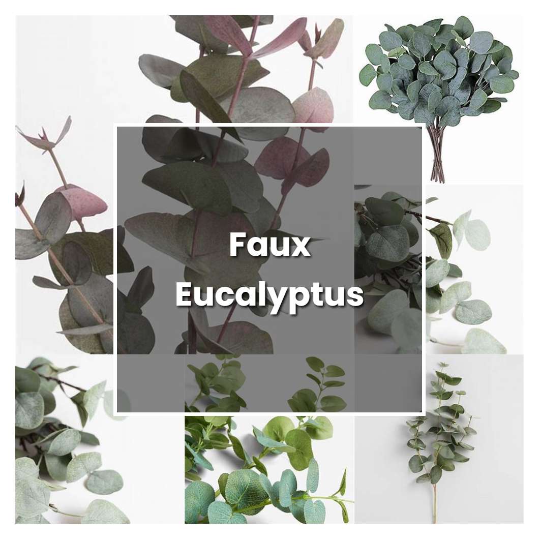 How to Grow Faux Eucalyptus - Plant Care & Tips