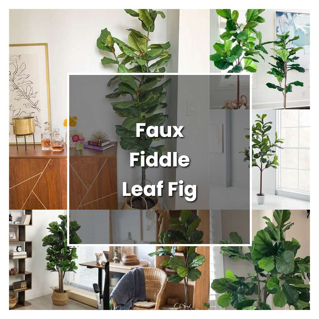 How to Grow Faux Fiddle Leaf Fig Tree - Plant Care & Tips