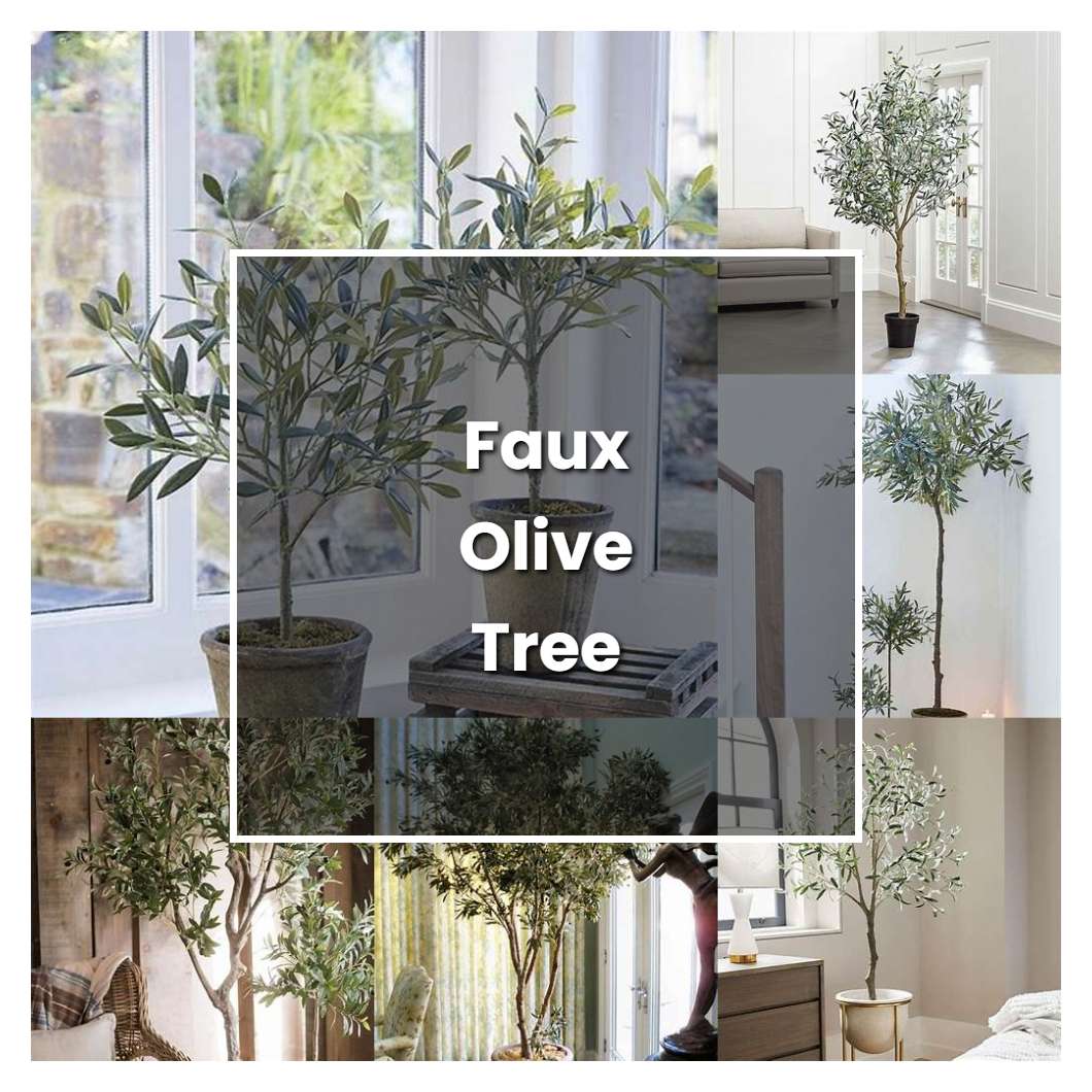 How to Grow Faux Olive Tree - Plant Care & Tips