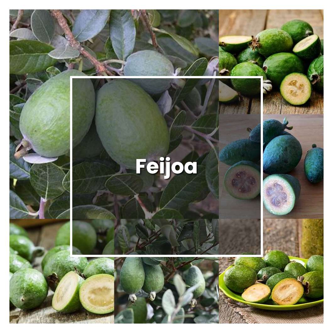 How to Grow Feijoa - Plant Care & Tips