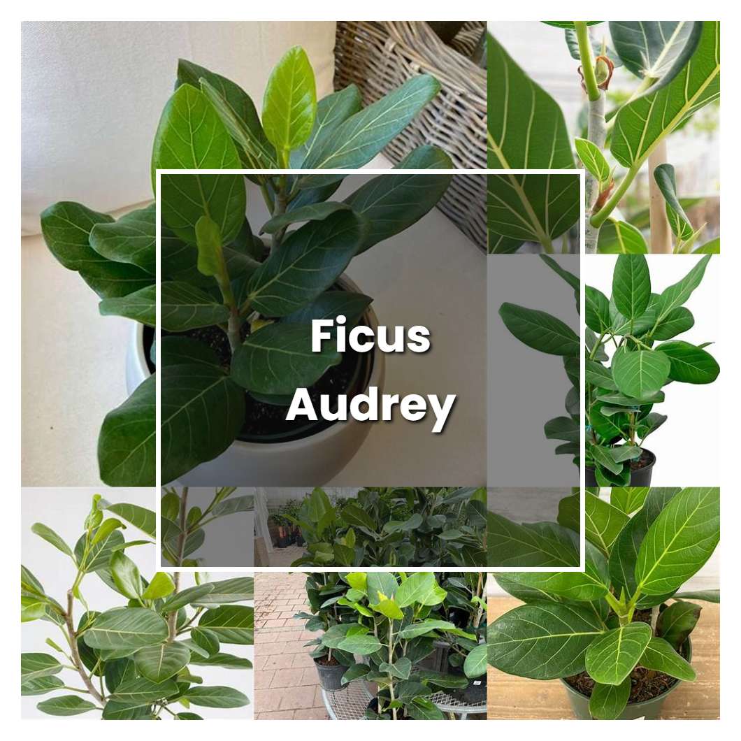 How to Grow Ficus Audrey - Plant Care & Tips