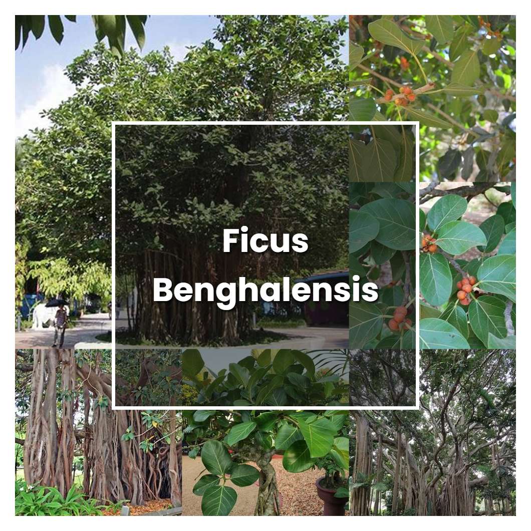 How to Grow Ficus Benghalensis - Plant Care & Tips
