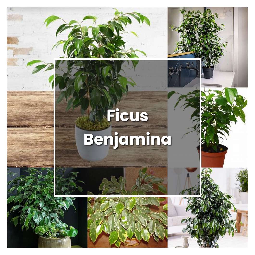 How to Grow Ficus Benjamina - Plant Care & Tips