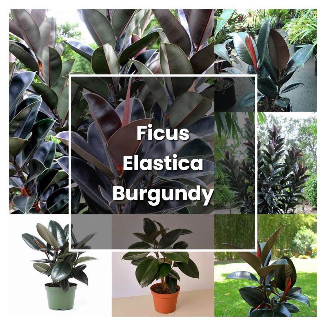 How to Grow Ficus Elastica Burgundy - Plant Care & Tips