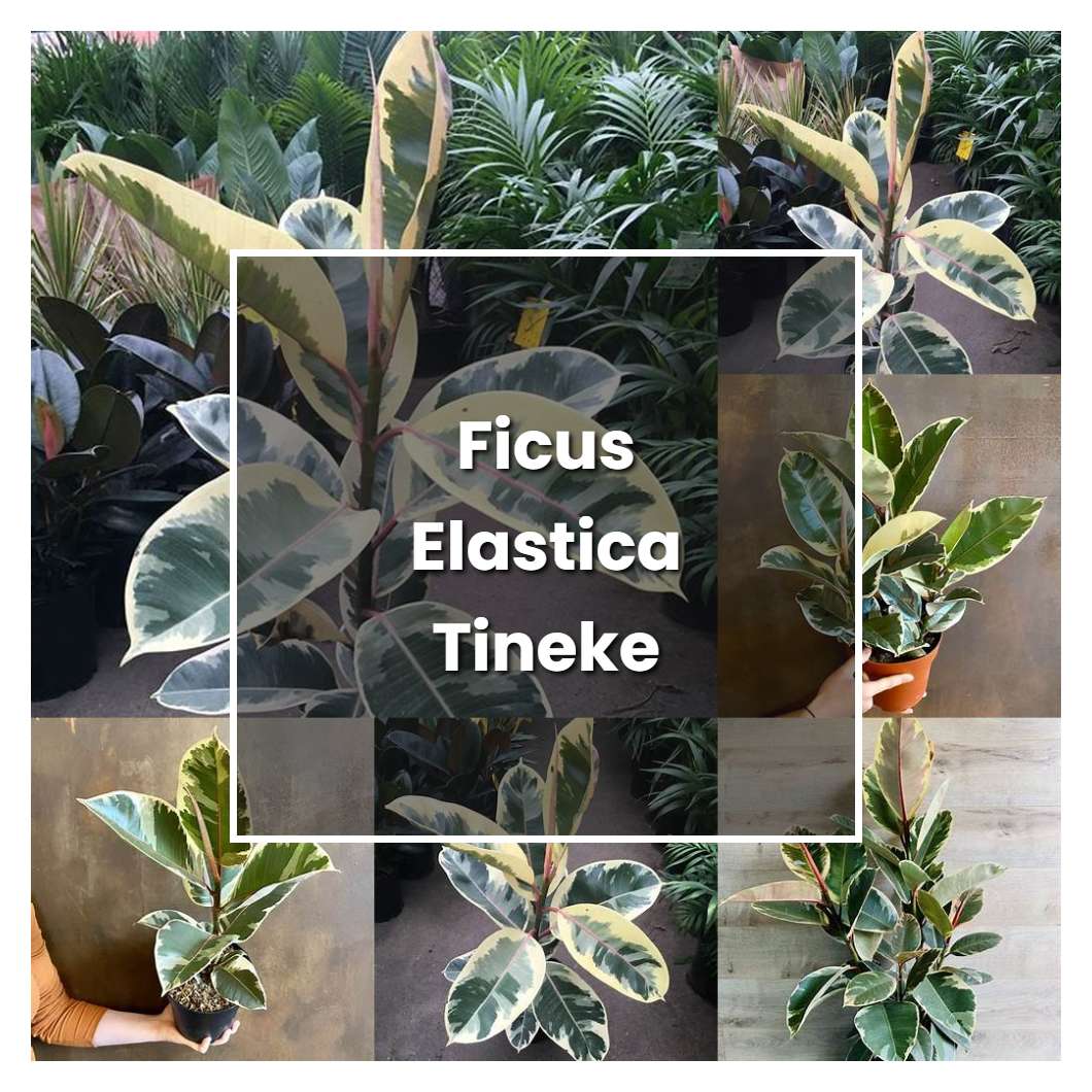 How to Grow Ficus Elastica Tineke - Plant Care & Tips