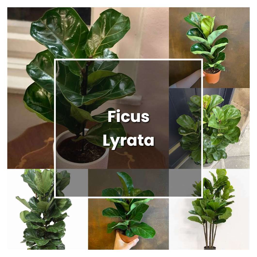 How to Grow Ficus Lyrata - Plant Care & Tips