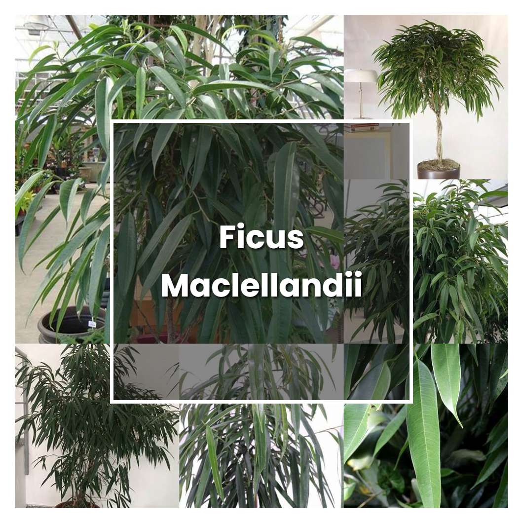 How to Grow Ficus Maclellandii - Plant Care & Tips