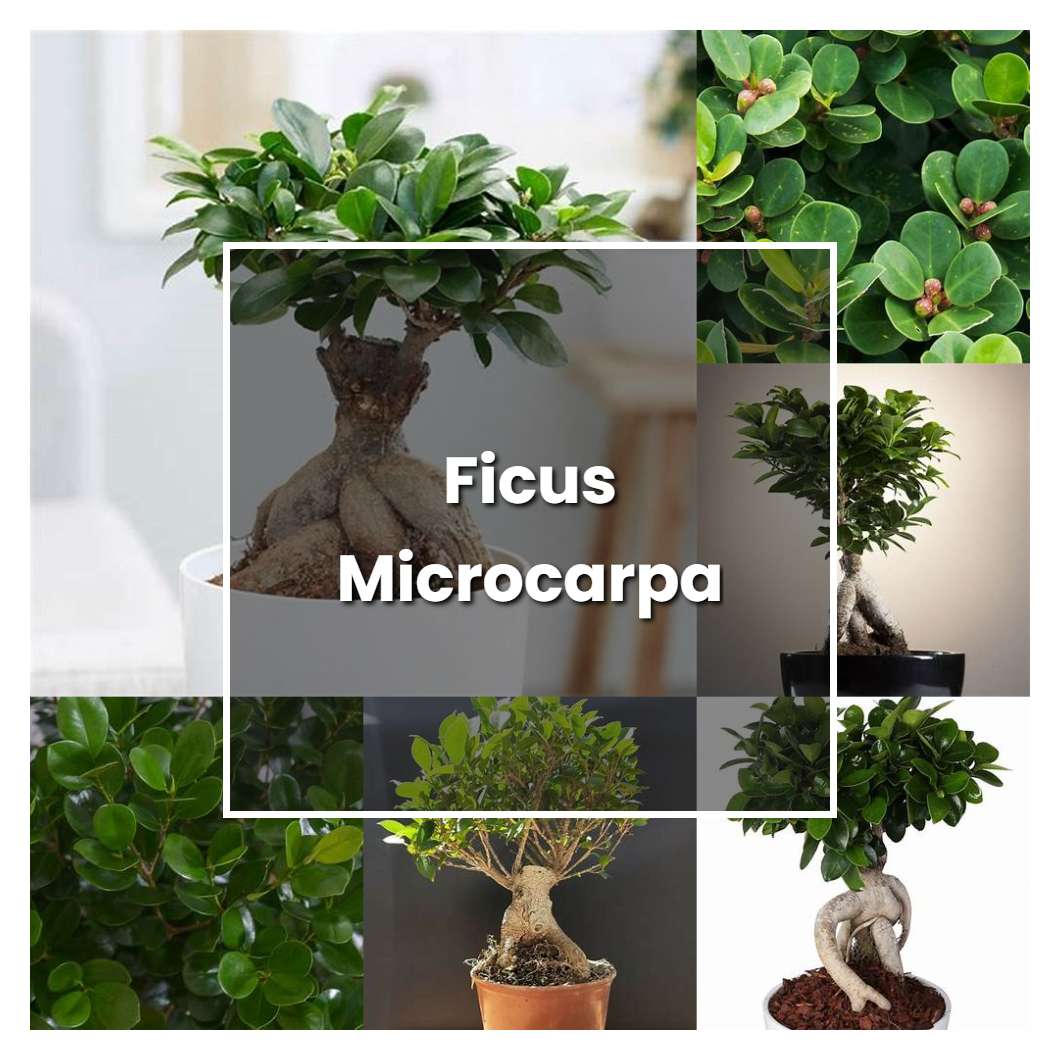 How to Grow Ficus Microcarpa - Plant Care & Tips