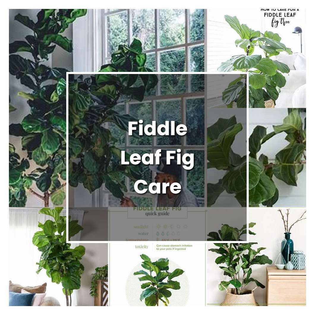 How to Grow Fiddle Leaf Fig Care - Plant Care & Tips