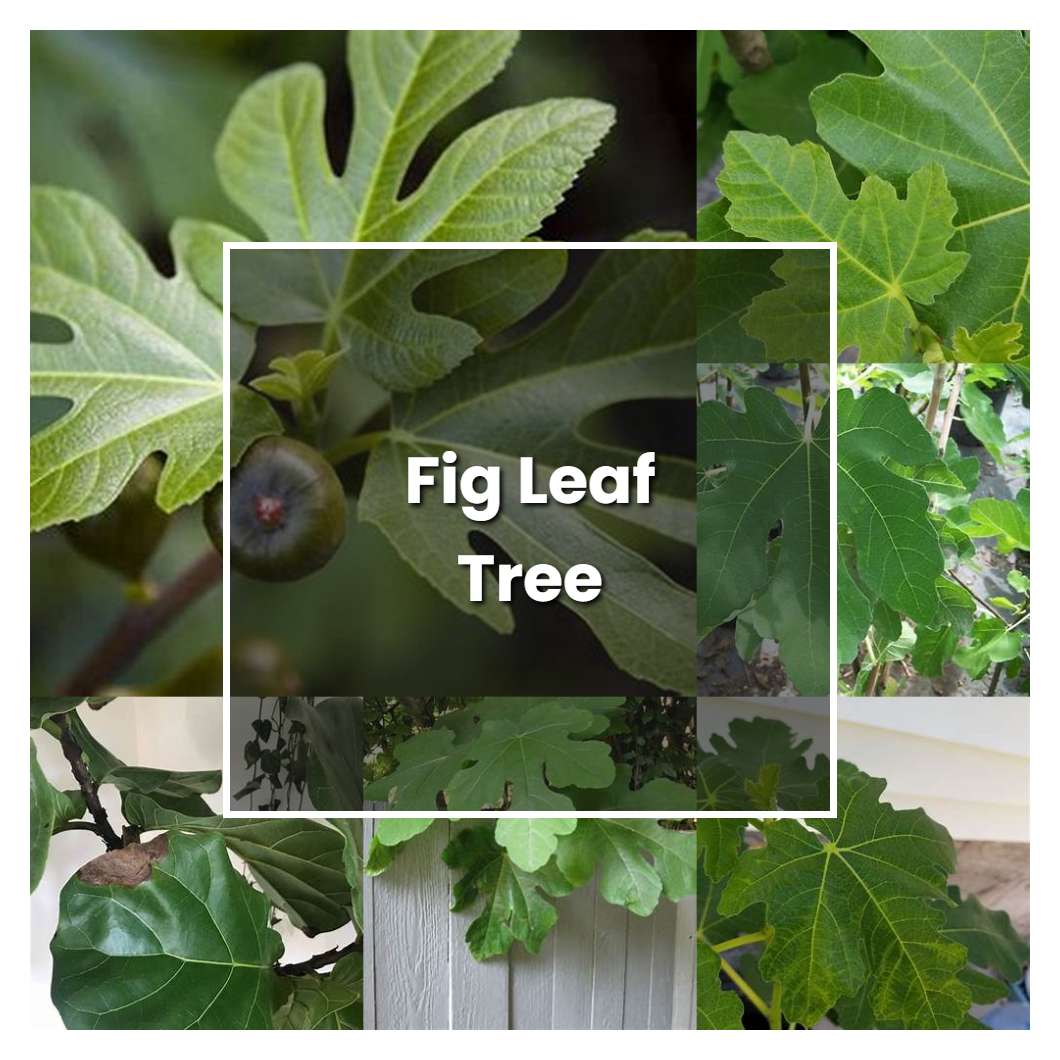 How to Grow Fig Leaf Tree Plant Care & Tips NorwichGardener