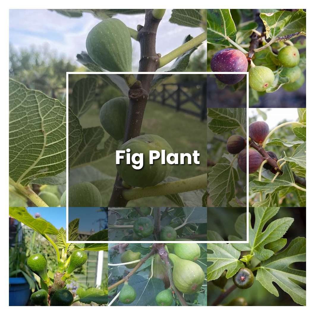 How to Grow Fig Plant - Plant Care & Tips