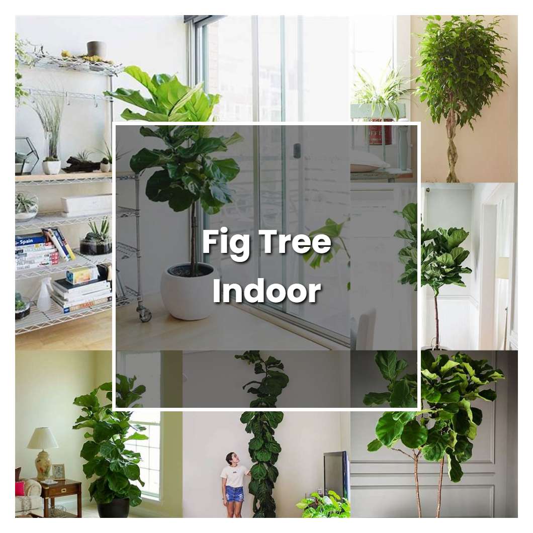 How to Grow Fig Tree Indoor - Plant Care & Tips