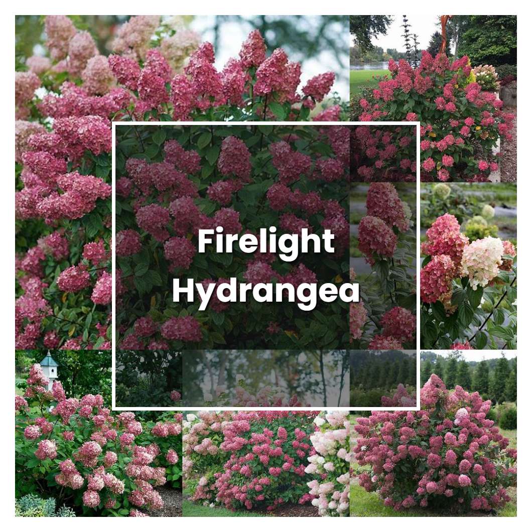 How to Grow Firelight Hydrangea - Plant Care & Tips