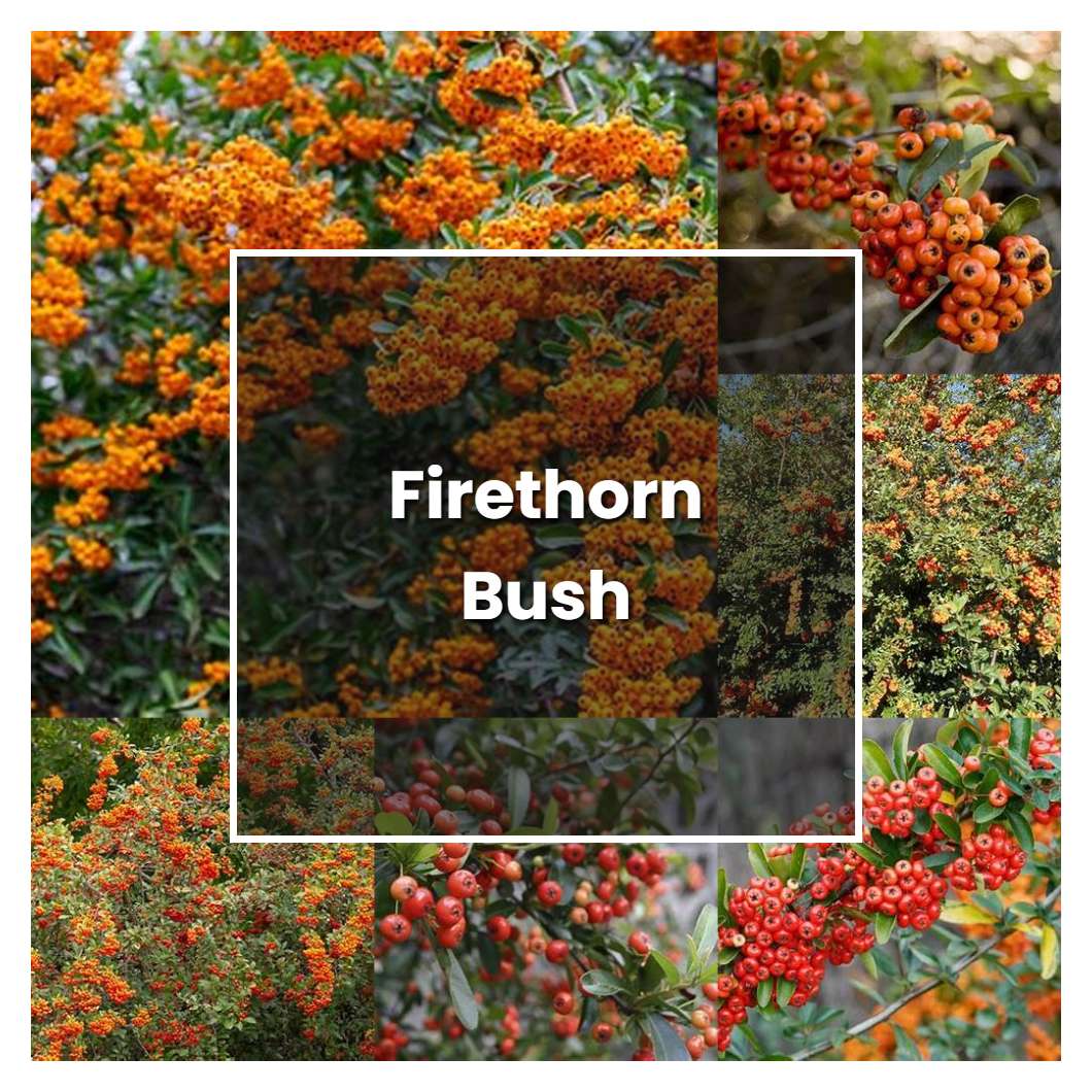 How to Grow Firethorn Bush - Plant Care & Tips