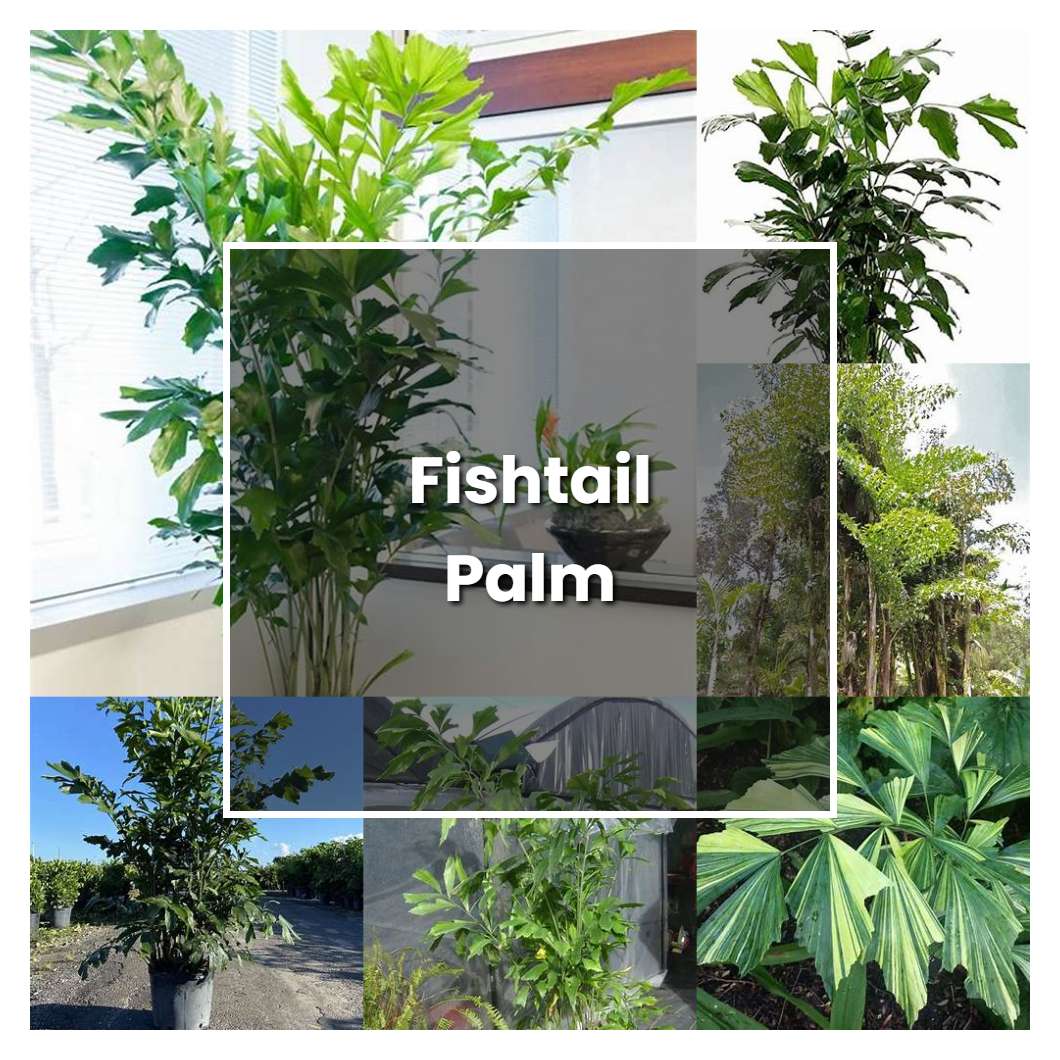 How to Grow Fishtail Palm - Plant Care & Tips