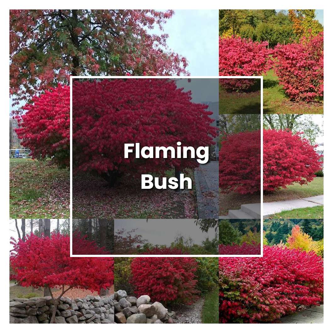 How to Grow Flaming Bush - Plant Care & Tips