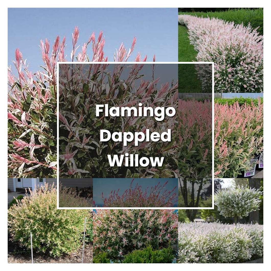 How to Grow Flamingo Dappled Willow - Plant Care & Tips
