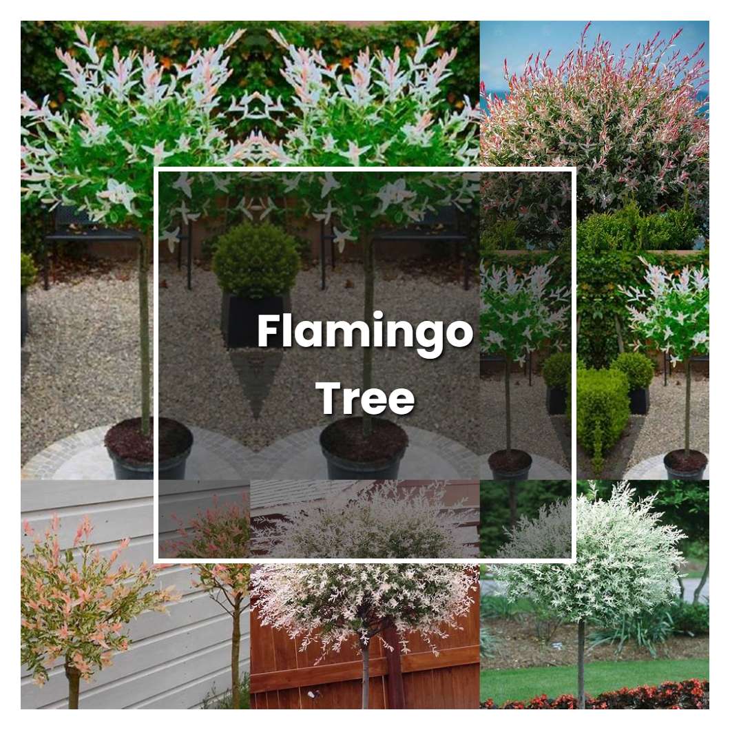How to Grow Flamingo Tree - Plant Care & Tips