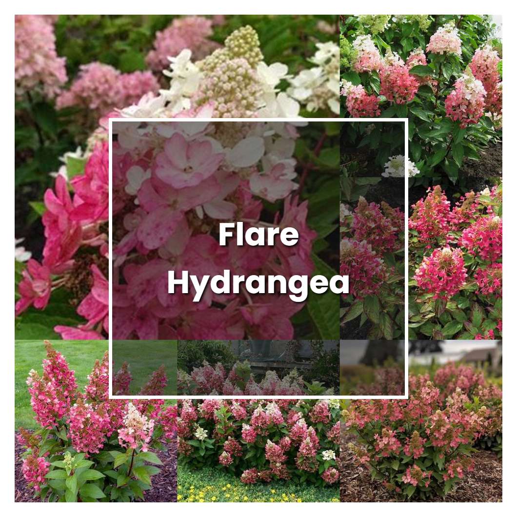 How to Grow Flare Hydrangea - Plant Care & Tips