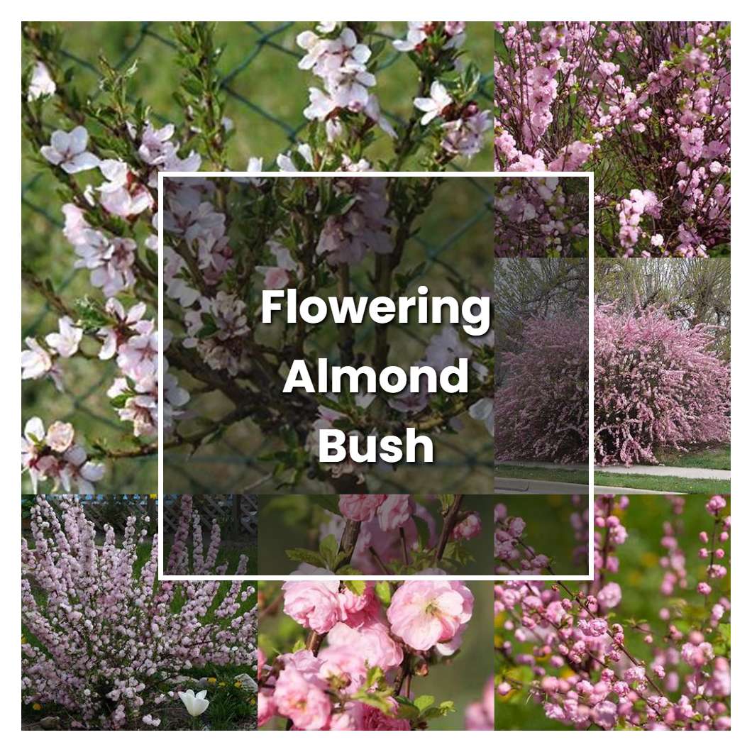 How to Grow Flowering Almond Bush - Plant Care & Tips