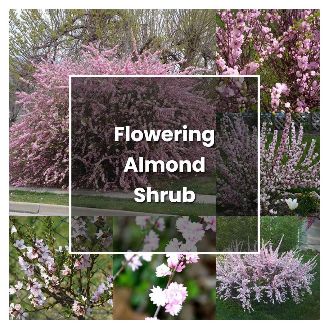 How to Grow Flowering Almond Shrub - Plant Care & Tips