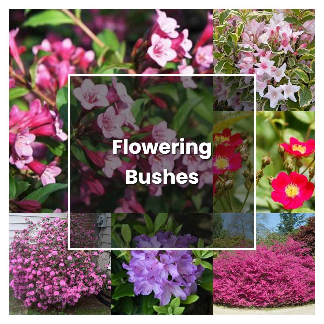 How to Grow Flowering Bushes - Plant Care & Tips
