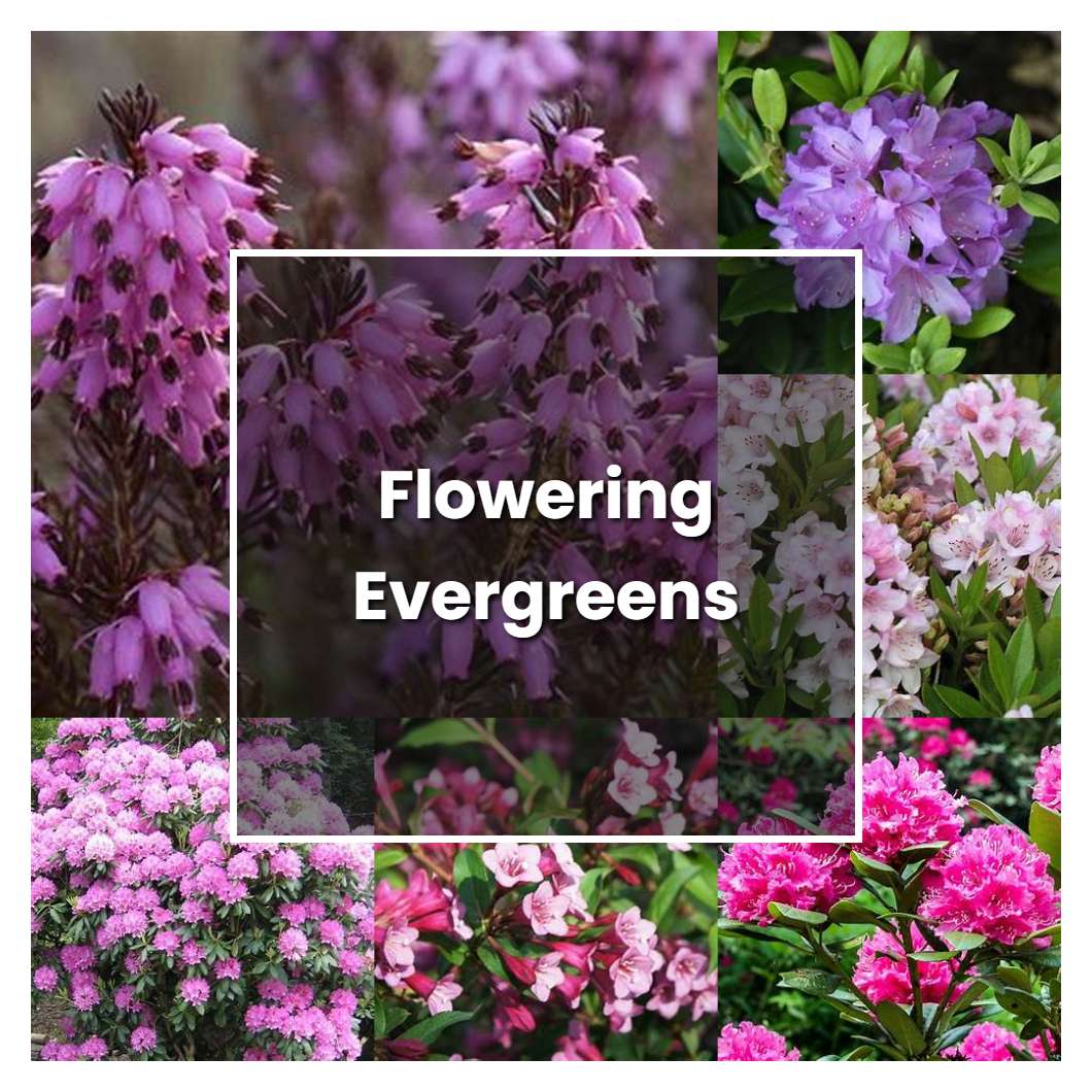 How to Grow Flowering Evergreens - Plant Care & Tips