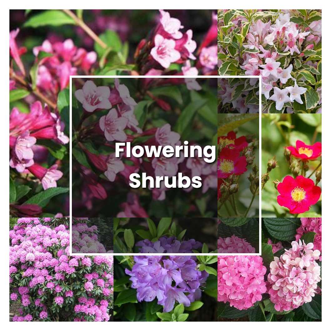 How to Grow Flowering Shrubs - Plant Care & Tips