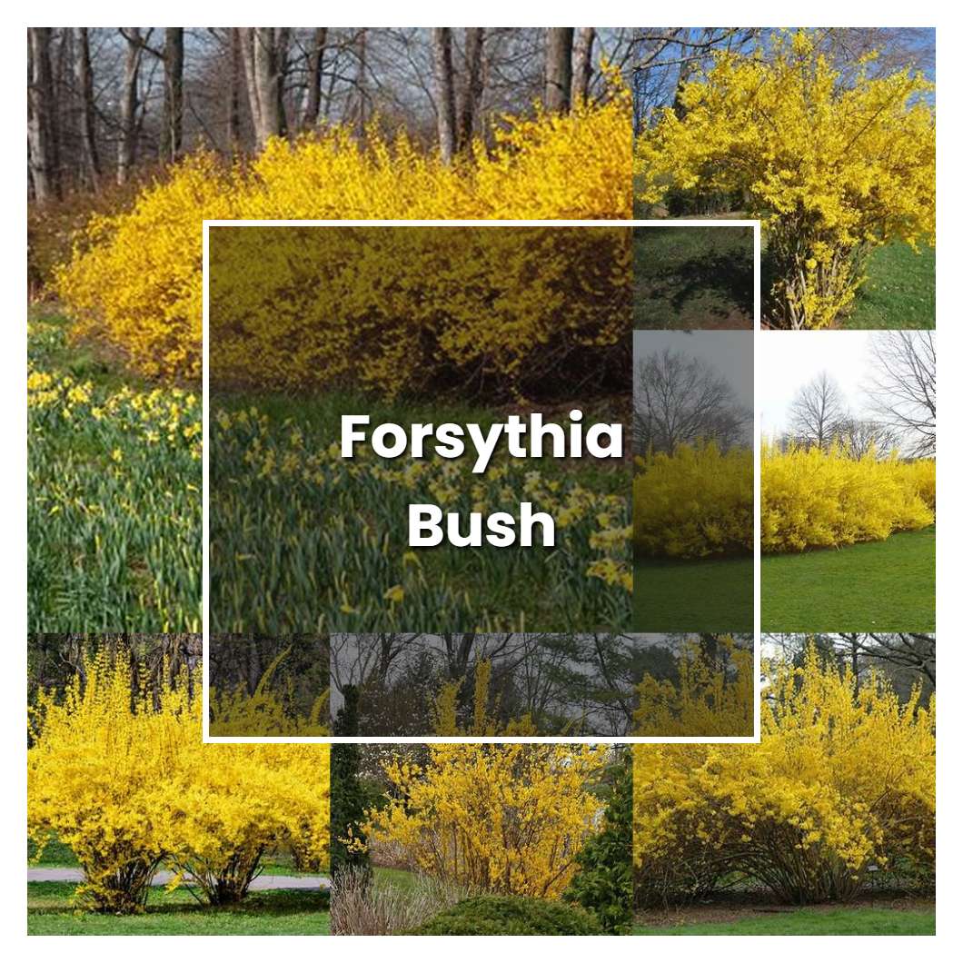 How to Grow Forsythia Bush - Plant Care & Tips