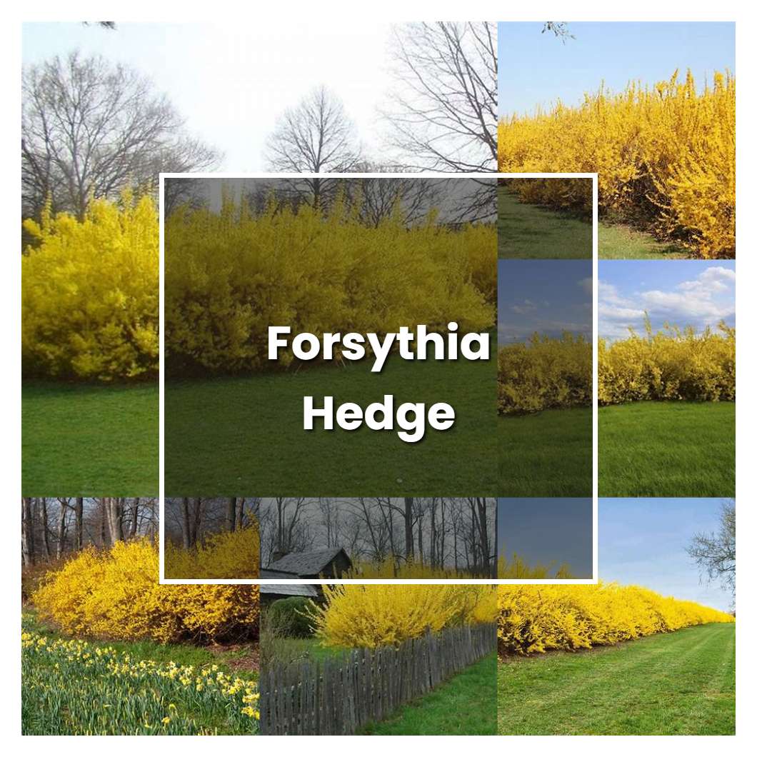 How to Grow Forsythia Hedge - Plant Care & Tips
