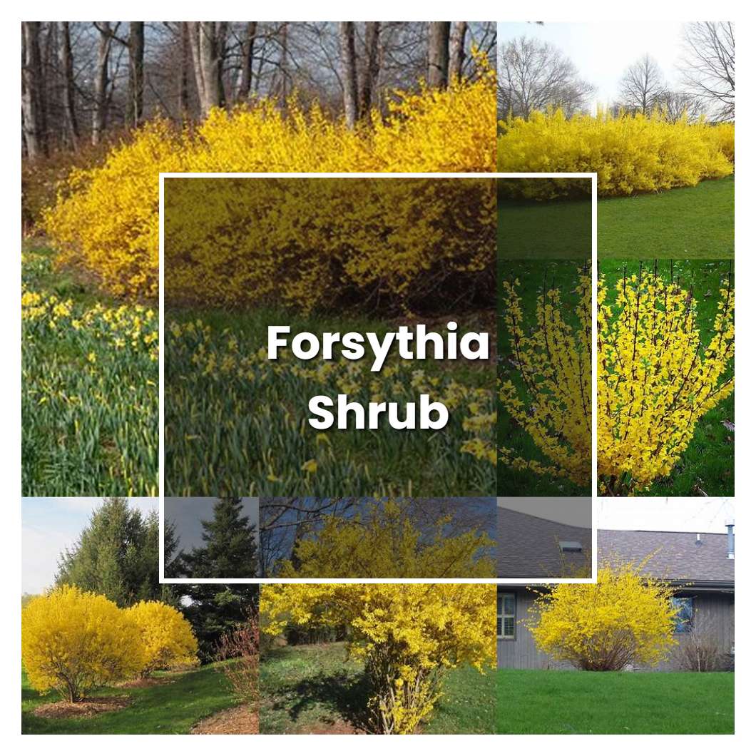 How to Grow Forsythia Shrub - Plant Care & Tips